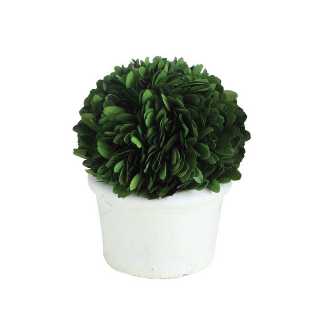 Last one! 5” Preserved Boxwood Topiary